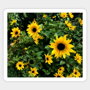 Bright yellow flowers in full bloom Sticker